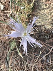 Dianthus broteri