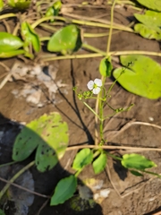 Alisma plantago-aquatica