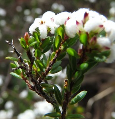 Leucopogon microphyllus microphyllus