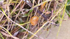 Botrylloides perspicuus