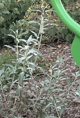 Salvia apiana