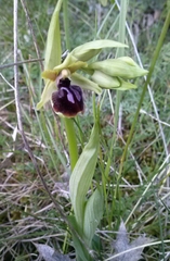 Ophrys