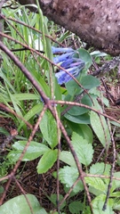 Mertensia longiflora