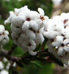 Leucopogon microphyllus microphyllus