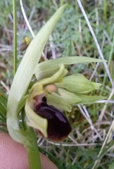 Ophrys