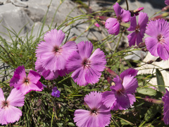 Dianthus
