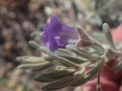 Eremophila