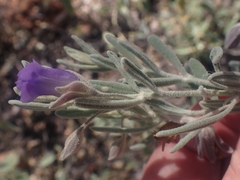 Eremophila