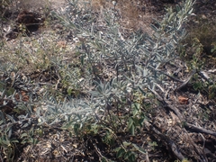 Eremophila