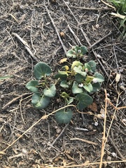 Calystegia soldanella