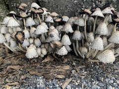 Coprinopsis variegata