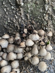 Coprinopsis variegata
