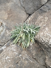 Matthiola maderensis