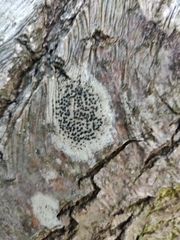 Lecidella elaeochroma