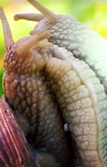 Lissachatina immaculata