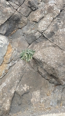 Matthiola maderensis