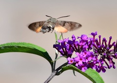 Macroglossum stellatarum