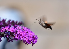 Macroglossum stellatarum