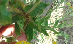 Pulicaria dysenterica