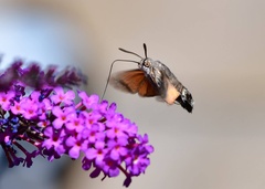 Macroglossum stellatarum