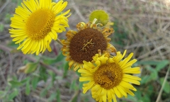 Pulicaria dysenterica