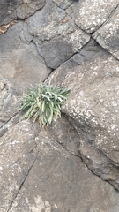 Matthiola maderensis