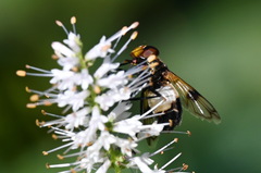 Volucella pellucens