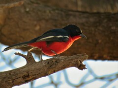 Laniarius atrococcineus