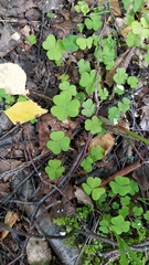 Oxalis acetosella