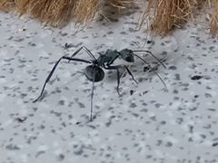 Myrmhopla