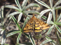 Pyrausta subsequalis