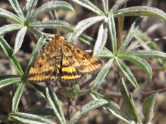 Pyrausta subsequalis
