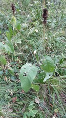 Centaurea phrygia pseudophrygia