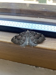 Triphosa dubitata