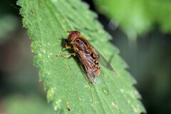 Parhelophilus