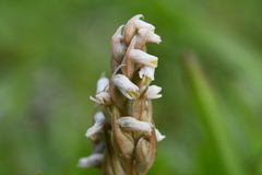 Zeuxine strateumatica