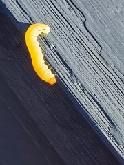 Plodia interpunctella