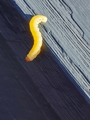 Plodia interpunctella