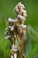 Zeuxine strateumatica