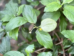 Mussaenda formosanum