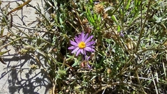 Dieteria canescens
