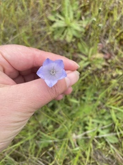 Campanula alaskana