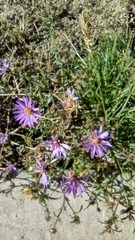 Dieteria canescens