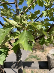 Torminalis glaberrima