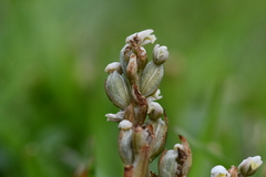 Zeuxine strateumatica