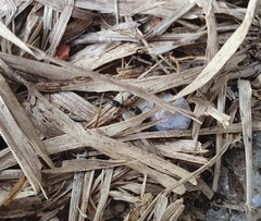 Brachyponera chinensis