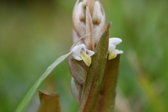 Zeuxine strateumatica