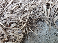 Brachyponera chinensis