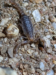 Paruroctonus silvestrii