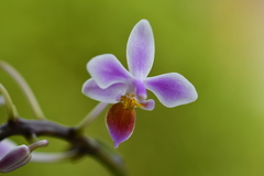 Phalaenopsis equestris
